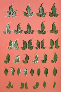 an image of green leaves on a pink background in various stages of development and growth