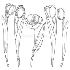 four tulips with leaves and buds on a white background, hand drawn line art