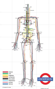 the human body is shown with all different lines and colors in each section, as well as