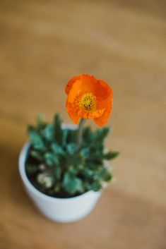 an orange flower sitting in a white pot