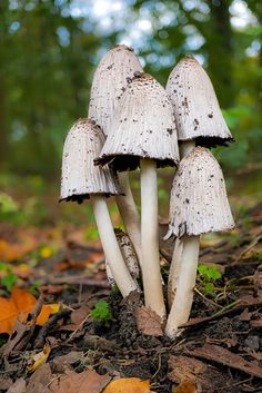 three mushrooms are growing out of the ground