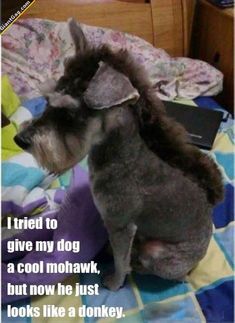 a dog sitting on top of a bed with a caption that reads, i tried to give me dog a cool mohawk but now he just looks like a donkey