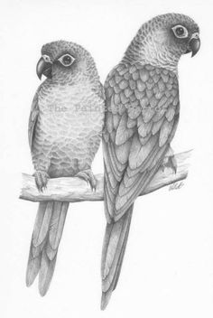 two birds sitting on top of a tree branch