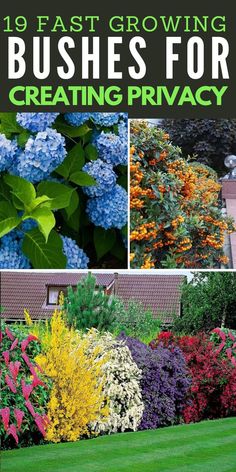 19 Fast Growing Bushes to Deal with Prying Neighbors Shrubs For Privacy Fast Growing, Privacy Bushes Fast Growing, Plants For Privacy Fast Growing, Fast Growing Bushes For Privacy, Fast Growing Privacy Plants, Flowering Bushes, Lawn And Landscape, Flower Landscape