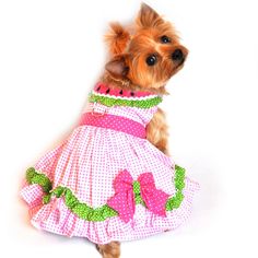 a small dog wearing a pink and green dress