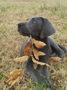 a black dog is sitting in the grass with leaves on it's back and looking up