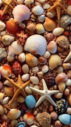 sea shells and starfish are arranged on the beach sand, creating a background photo