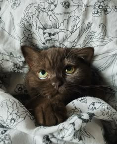 a brown cat laying on top of a bed under a blanket