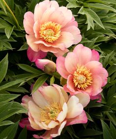 three pink flowers with green leaves in the background