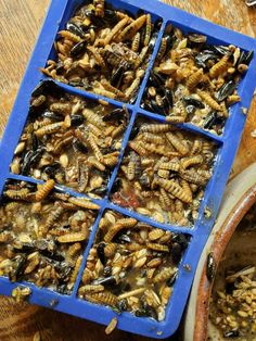 a blue tray filled with bugs on top of a wooden table