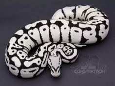 a white and black snake on a gray background