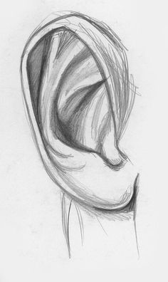 a pencil drawing of an ear