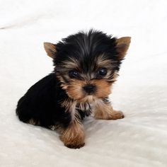 a small black and brown dog sitting on top of a bed