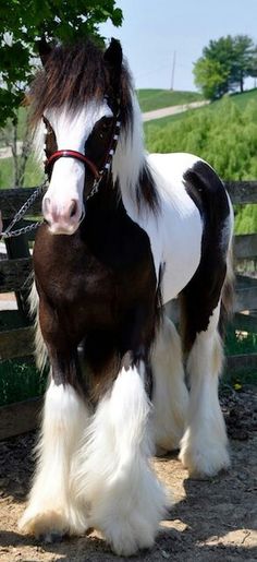 a brown and white horse standing next to a wooden fence