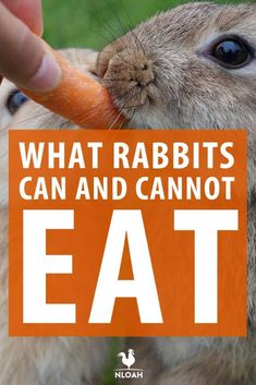 a rabbit eating a carrot with the words what rabbits can and cannot't eat