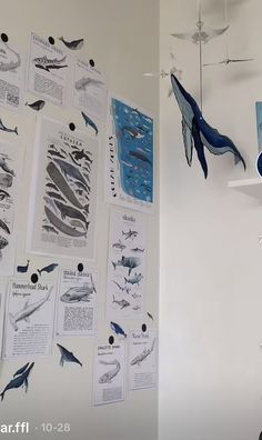 a white wall with various sea animals hanging from it's sides and pictures on the wall