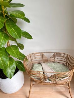 a plant next to a wicker basket on a wooden floor