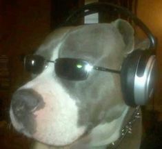 a dog with sunglasses and headphones on