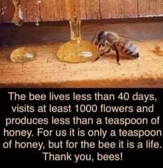 a bee sitting on the ground next to a glass filled with honeybees and text that reads, the bee lives less than 40 days visits at least 100 flowers and produces less