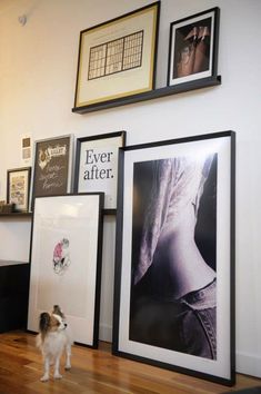 a dog standing in front of some framed pictures