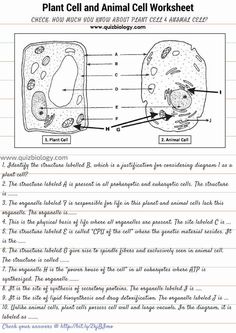 an animal cell worksheet is shown in the diagram above it's name