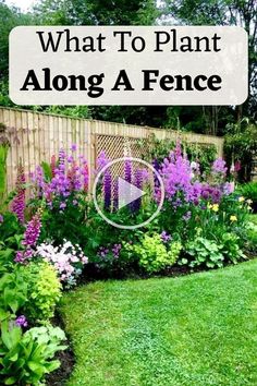 a garden with purple flowers in the middle and green grass on the other side that says, what to plant along a fence