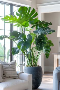 a large green plant in a pot on a table next to a couch and chair