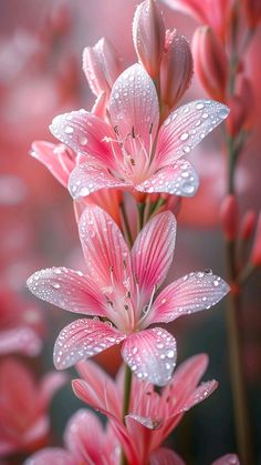 some pink flowers with water droplets on them