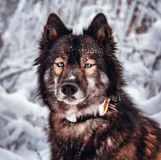 a brown and black dog with blue eyes in the snow looking at the camera while it's snowing