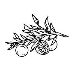 a black and white line drawing of an orange tree branch with two lemons on it