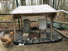 a chicken is standing in the dirt next to a bird feeder