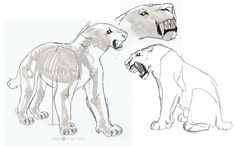 three different types of lions with their mouths open and teeth wide, all showing the same size