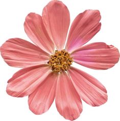 a pink flower with yellow stamens is on a white background