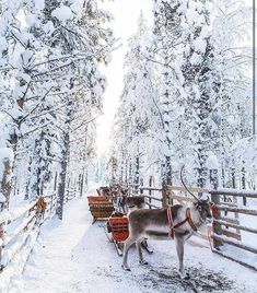 two reindeers are standing in the snow near a fence with sleighs