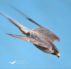 a bird flying through the air with its wings spread