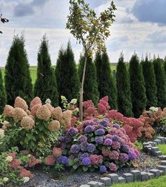 a garden filled with lots of different colored flowers and plants next to trees in the background