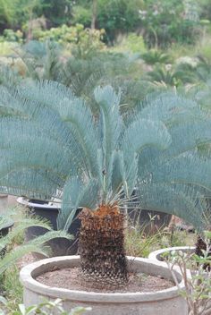 there is a plant that is growing out of a pot in the dirt near other plants