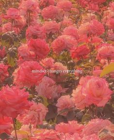 a field full of pink flowers with the words mindset change everything written in it