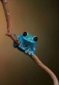 a blue frog sitting on top of a tree branch