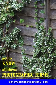 some green plants growing on the side of a wooden building with text overlay that reads get to know all these photographic items