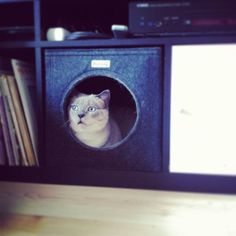 a cat sitting inside of a black box on top of a wooden table next to a book shelf