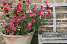 a wooden bench sitting next to a flower pot filled with pink and yellow flowers on top of it