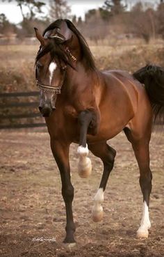 a brown horse standing on top of a dirt field