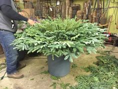 a man standing next to a potted plant in a room filled with other plants