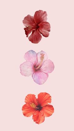 three flowers on a pink background with one red flower and the other two pink ones