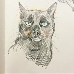 a drawing of a cat's face and eyes