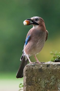 a bird with a ball in it's beak sitting on top of a rock