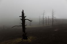 a lone tree stands in the middle of a foggy field with no leaves on it