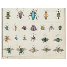 an illustration of different types of bugs