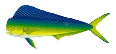 a blue and green fish on a white background royalty illustration stock images, clip art, illustrations